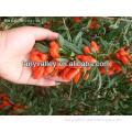 Goji berries plants seeds for sale-from the best goji production place Ningxia